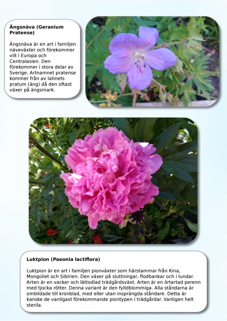 Luktpion (Paeonia lactiﬂora) Luktpion är en art i familjen pionväxter som härstammar från Kina, Mongoliet och Sibirien. Den växer på sluttningar, ﬂodbankar och i lundar.