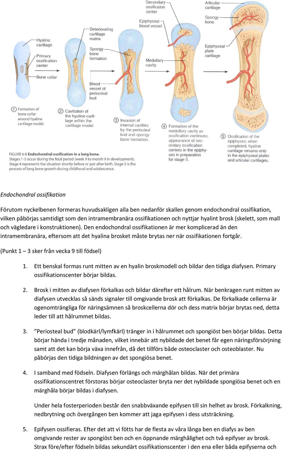 Den endochondral ossifikationen är mer komplicerad än den intramembranära, eftersom att det hyalina brosket måste brytas ner när ossifikationen fortgår. (Punkt 1 3 sker från vecka 9 till födsel) 1.