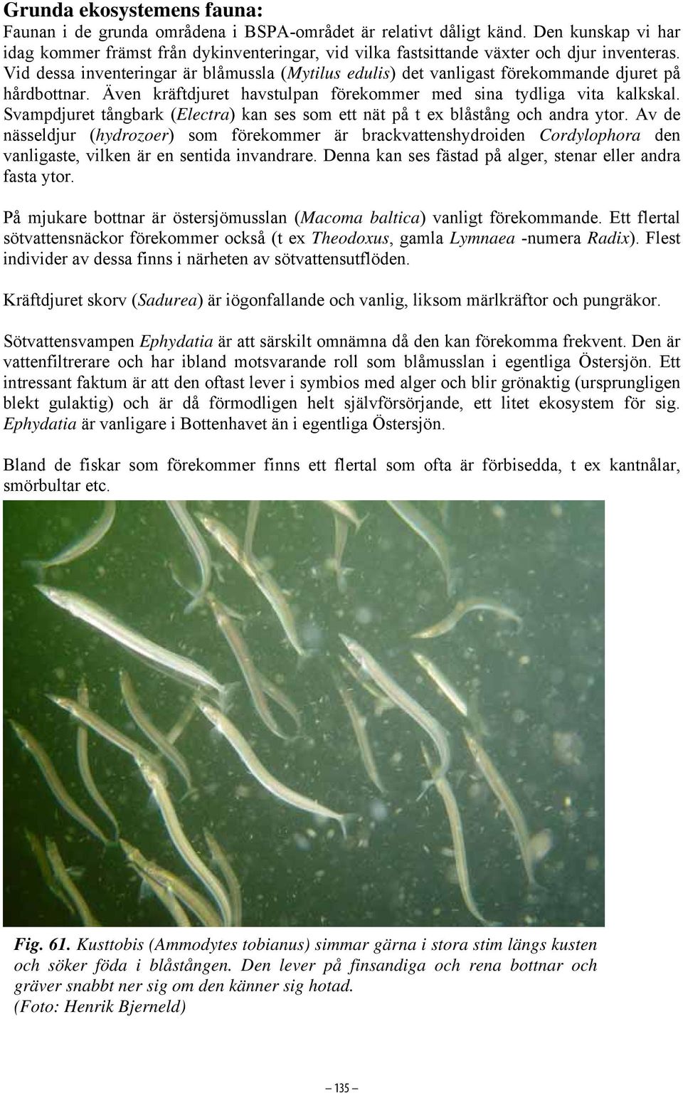 Vid dessa inventeringar är blåmussla (Mytilus edulis) det vanligast förekommande djuret på hårdbottnar. Även kräftdjuret havstulpan förekommer med sina tydliga vita kalkskal.