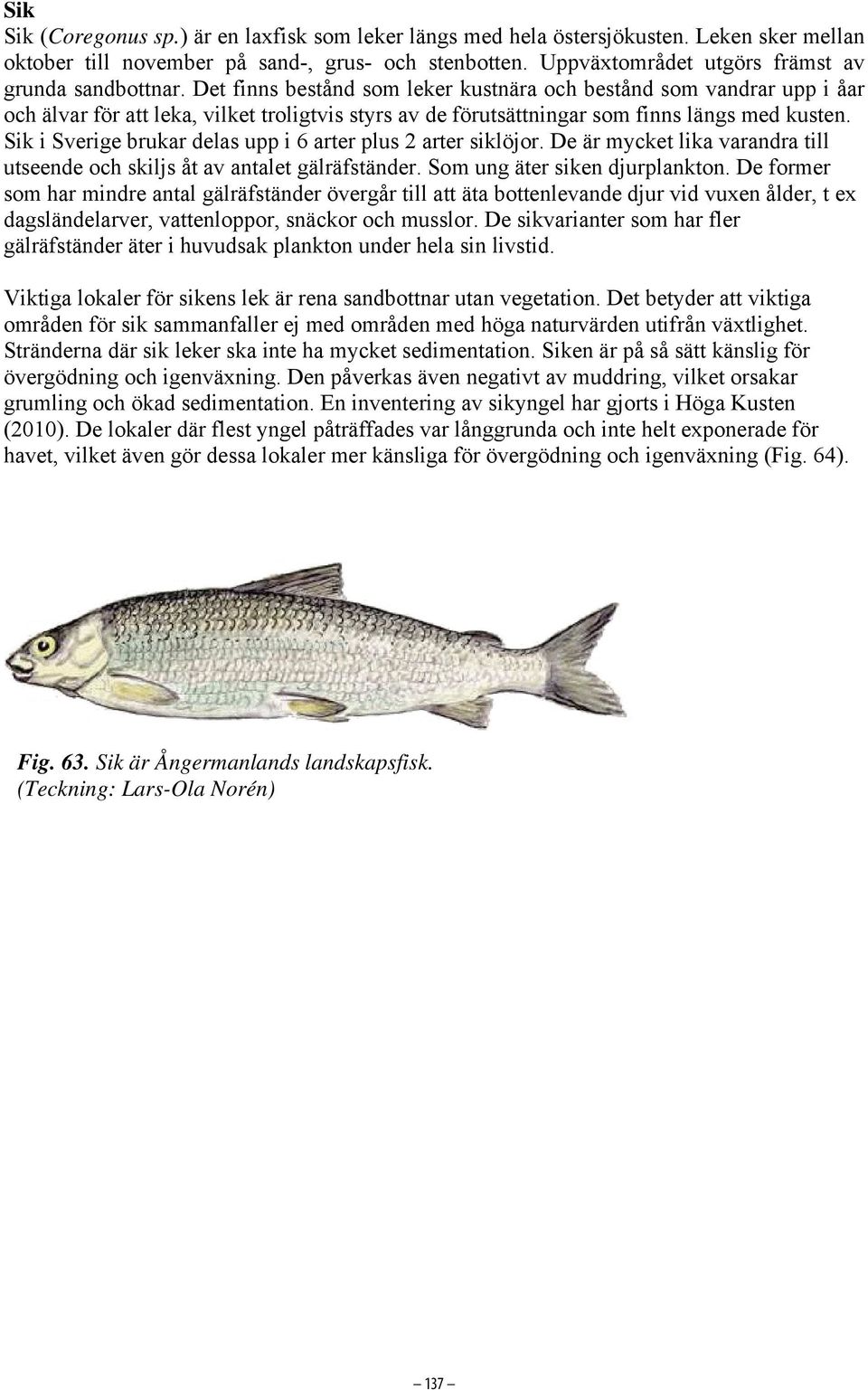 Det finns bestånd som leker kustnära och bestånd som vandrar upp i åar och älvar för att leka, vilket troligtvis styrs av de förutsättningar som finns längs med kusten.