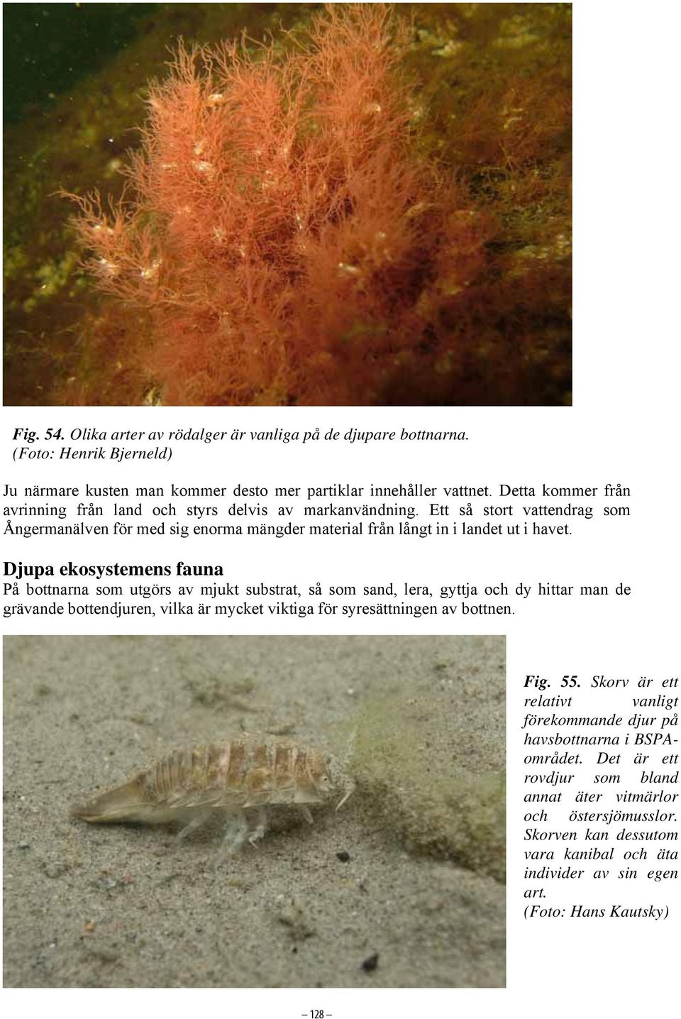 Djupa ekosystemens fauna På bottnarna som utgörs av mjukt substrat, så som sand, lera, gyttja och dy hittar man de grävande bottendjuren, vilka är mycket viktiga för syresättningen av bottnen. Fig.