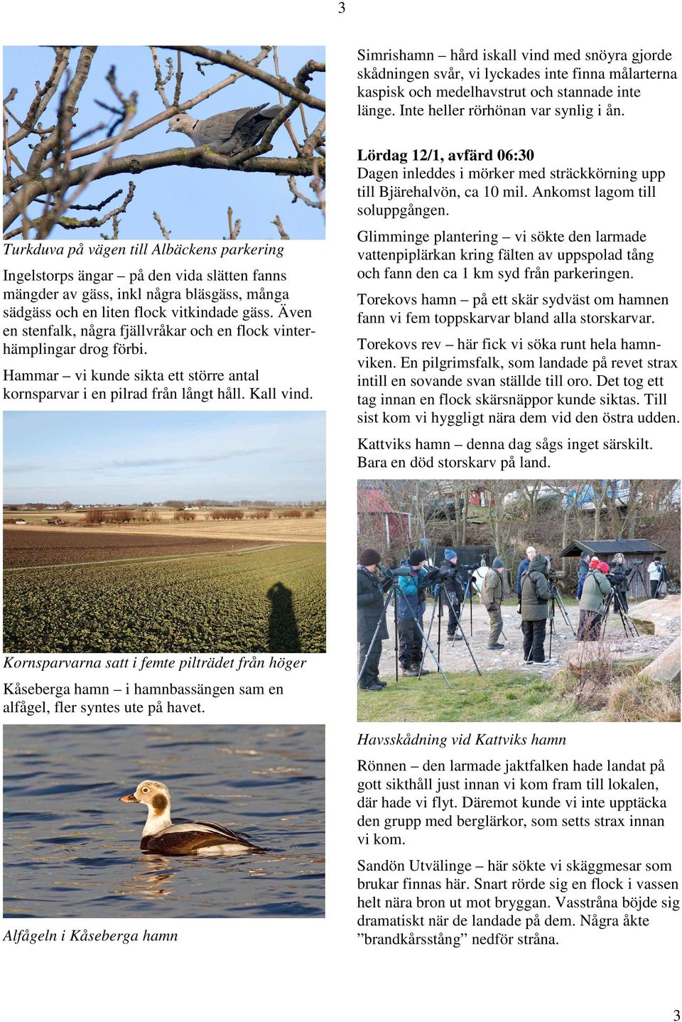 Turkduva på vägen till Albäckens parkering Ingelstorps ängar på den vida slätten fanns mängder av gäss, inkl några bläsgäss, många sädgäss och en liten flock vitkindade gäss.