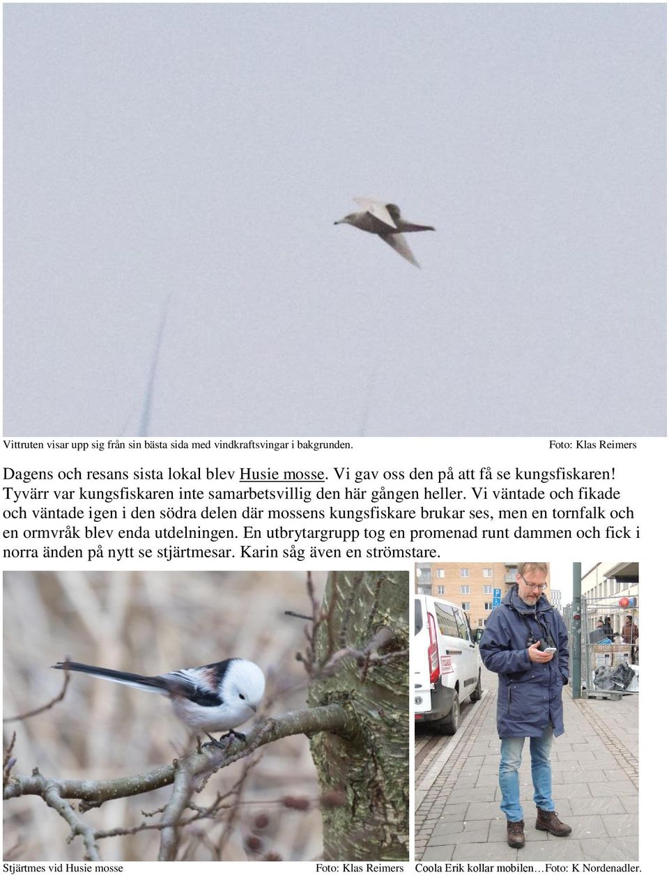 Vi väntade och fikade och väntade igen i den södra delen där mossens kungsfiskare brukar ses, men en tornfalk och en ormvråk blev enda utdelningen.