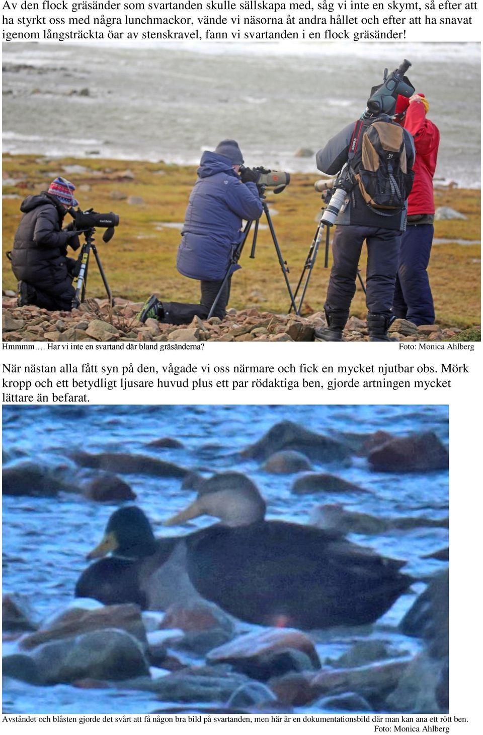 Foto: Monica Ahlberg När nästan alla fått syn på den, vågade vi oss närmare och fick en mycket njutbar obs.