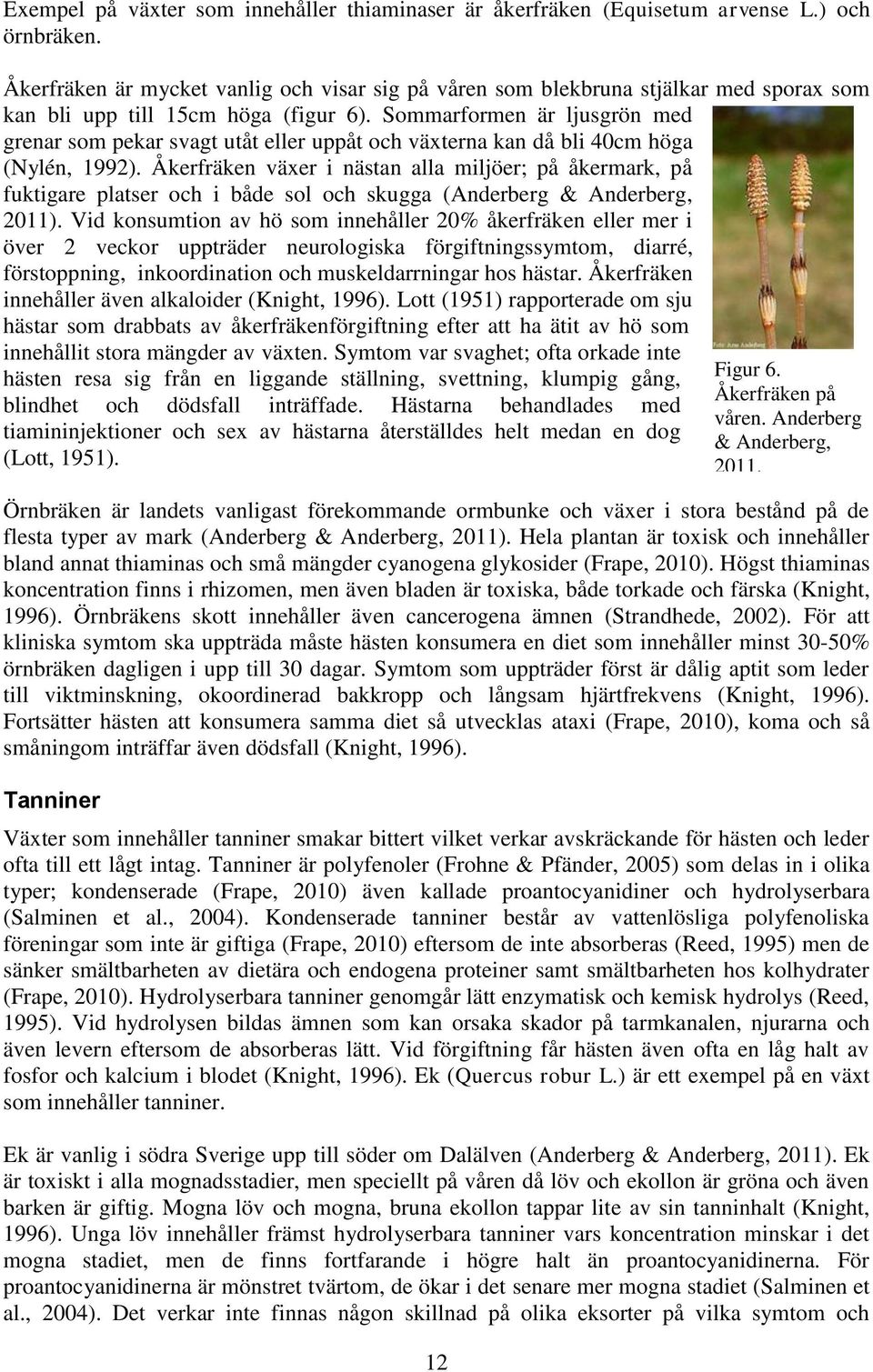 Sommarformen är ljusgrön med grenar som pekar svagt utåt eller uppåt och växterna kan då bli 40cm höga (Nylén, 1992).