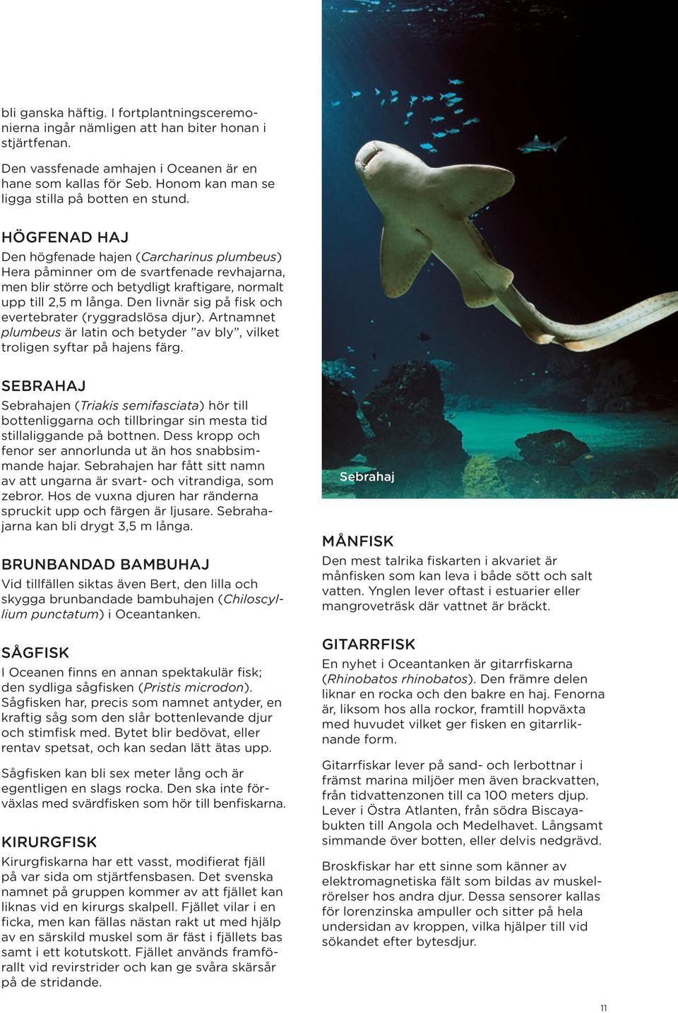 HÖGFENAD HAJ Den högfenade hajen (Carcharinus plumbeus) Hera påminner om de svartfenade revhajarna, men blir större och betydligt kraftigare, normalt upp till 2,5 m långa.