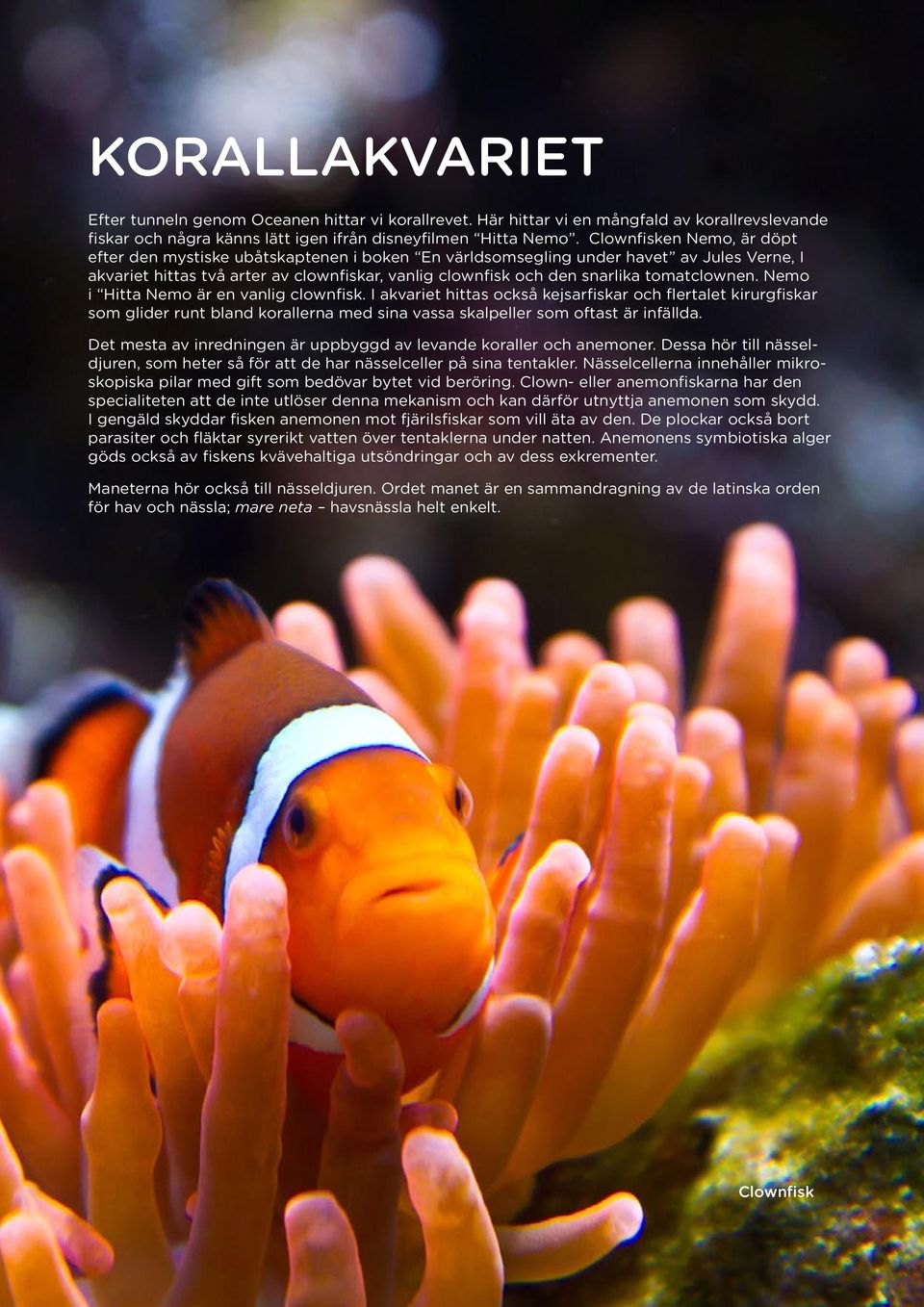 tomatclownen. Nemo i Hitta Nemo är en vanlig clownfisk.