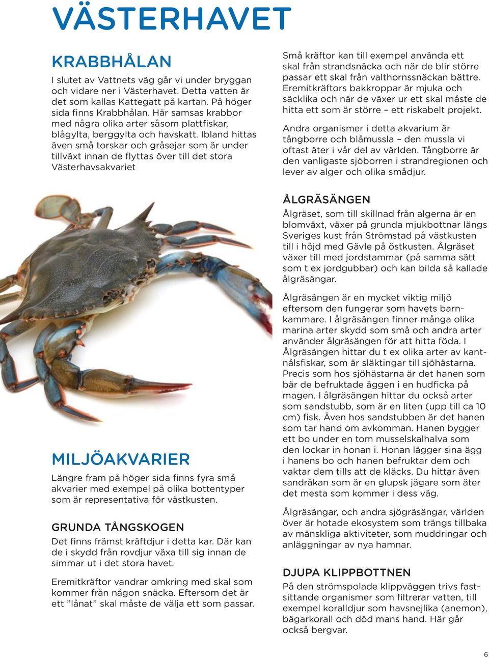 Ibland hittas även små torskar och gråsejar som är under tillväxt innan de flyttas över till det stora Västerhavsakvariet Små kräftor kan till exempel använda ett skal från strandsnäcka och när de