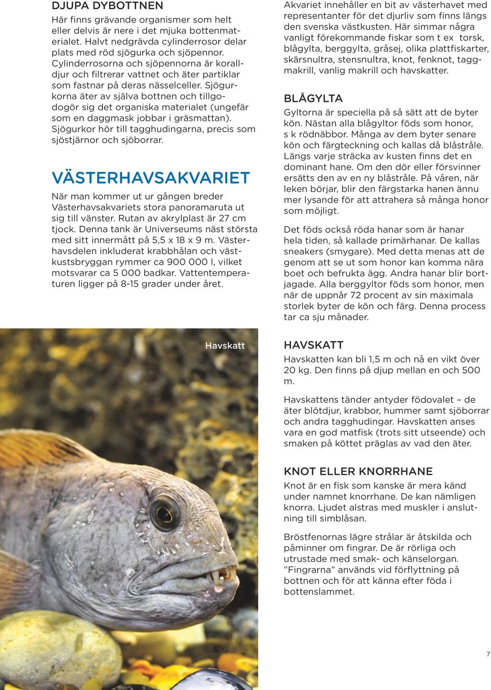 Sjögurkorna äter av själva bottnen och tillgodogör sig det organiska materialet (ungefär som en daggmask jobbar i gräsmattan). Sjögurkor hör till tagghudingarna, precis som sjöstjärnor och sjöborrar.