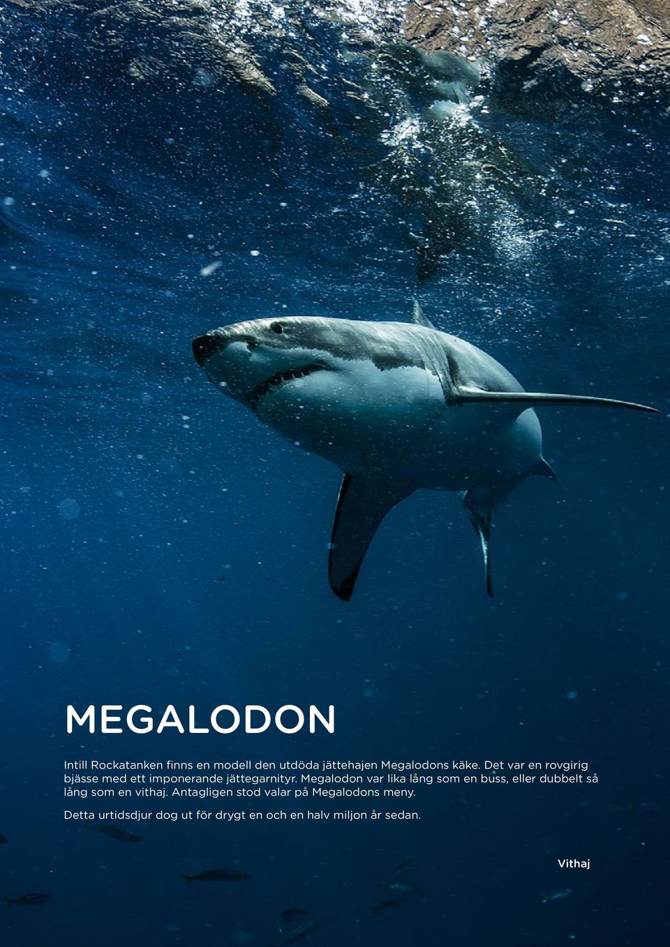 Megalodon var lika lång som en buss, eller dubbelt så lång som en vithaj.