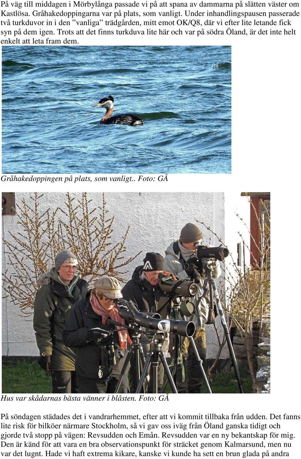 Trots att det finns turkduva lite här och var på södra Öland, är det inte helt enkelt att leta fram dem. Gråhakedoppingen på plats, som vanligt.. Foto: GÅ Hus var skådarnas bästa vänner i blåsten.