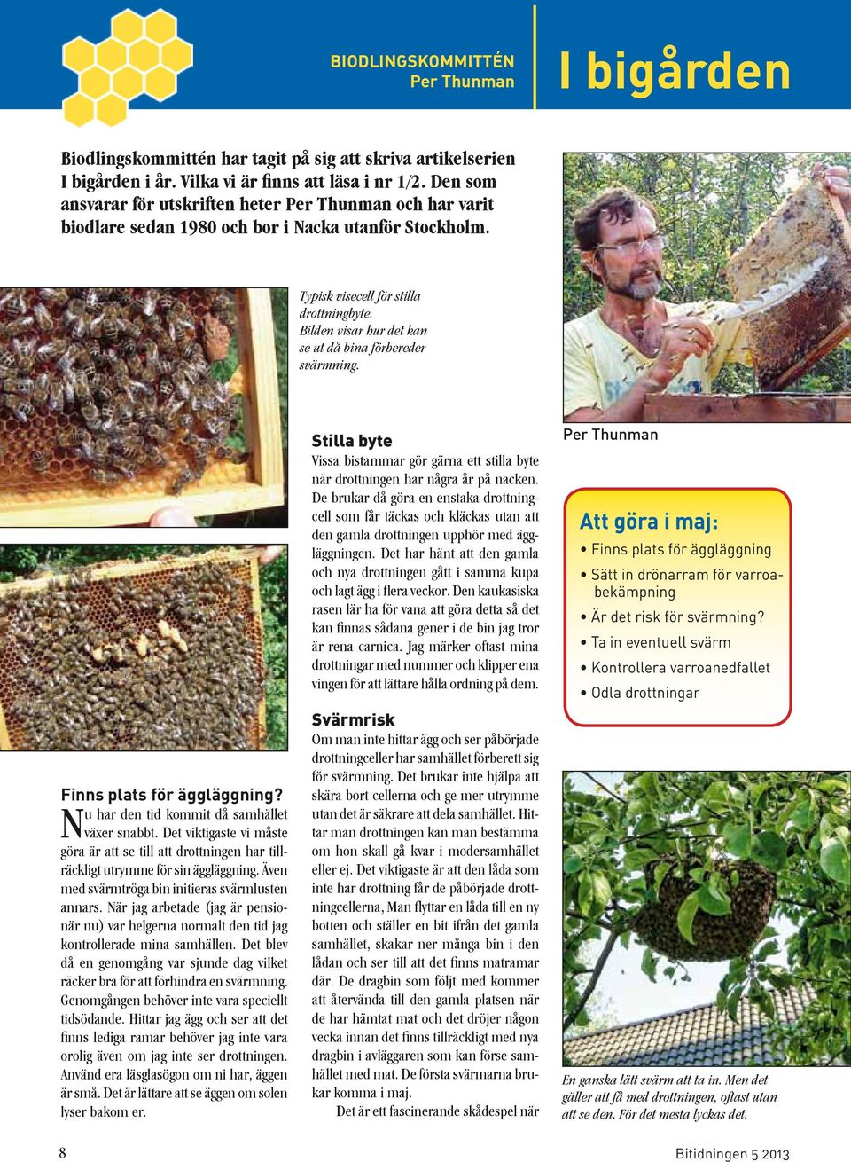 Bilden visar hur det kan se ut då bina förbereder svärmning. Finns plats för äggläggning? Nu har den tid kommit då samhället växer snabbt.