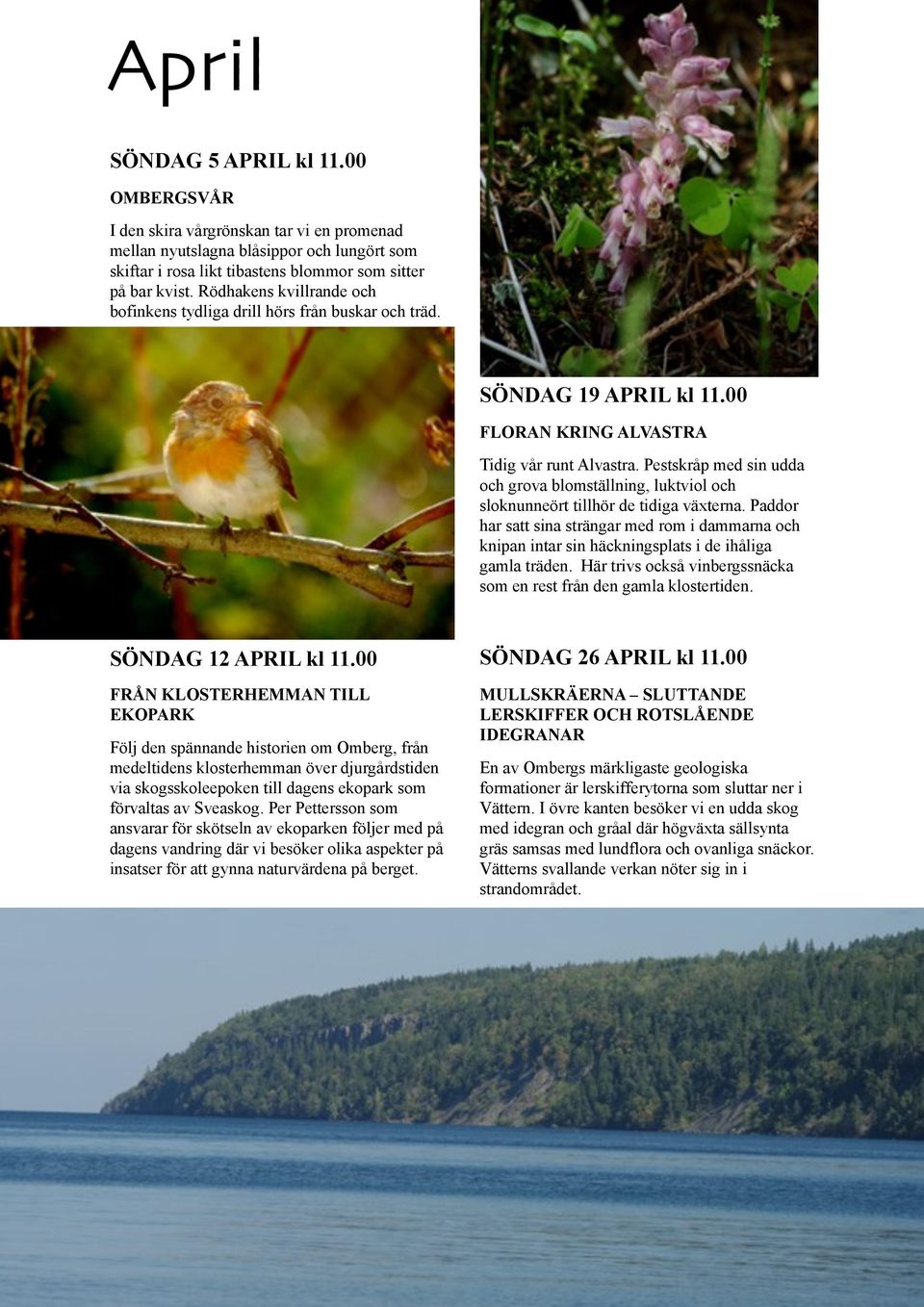 Pestskråp med sin udda och grova blomställning, luktviol och sloknunneört tillhör de tidiga växterna.