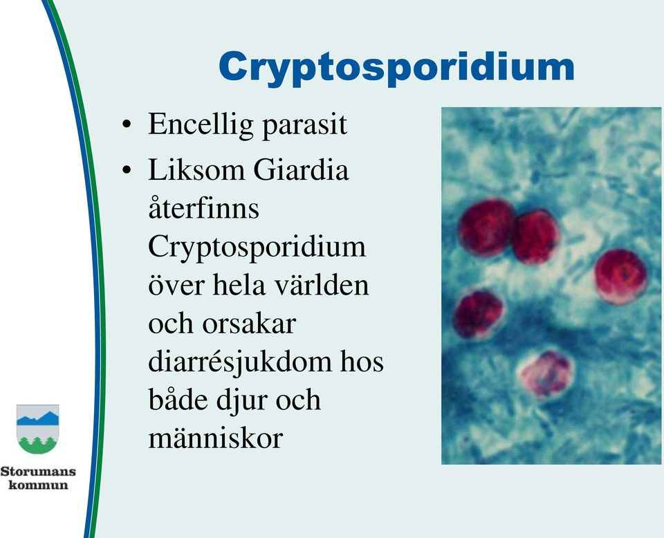 Cryptosporidium över hela världen