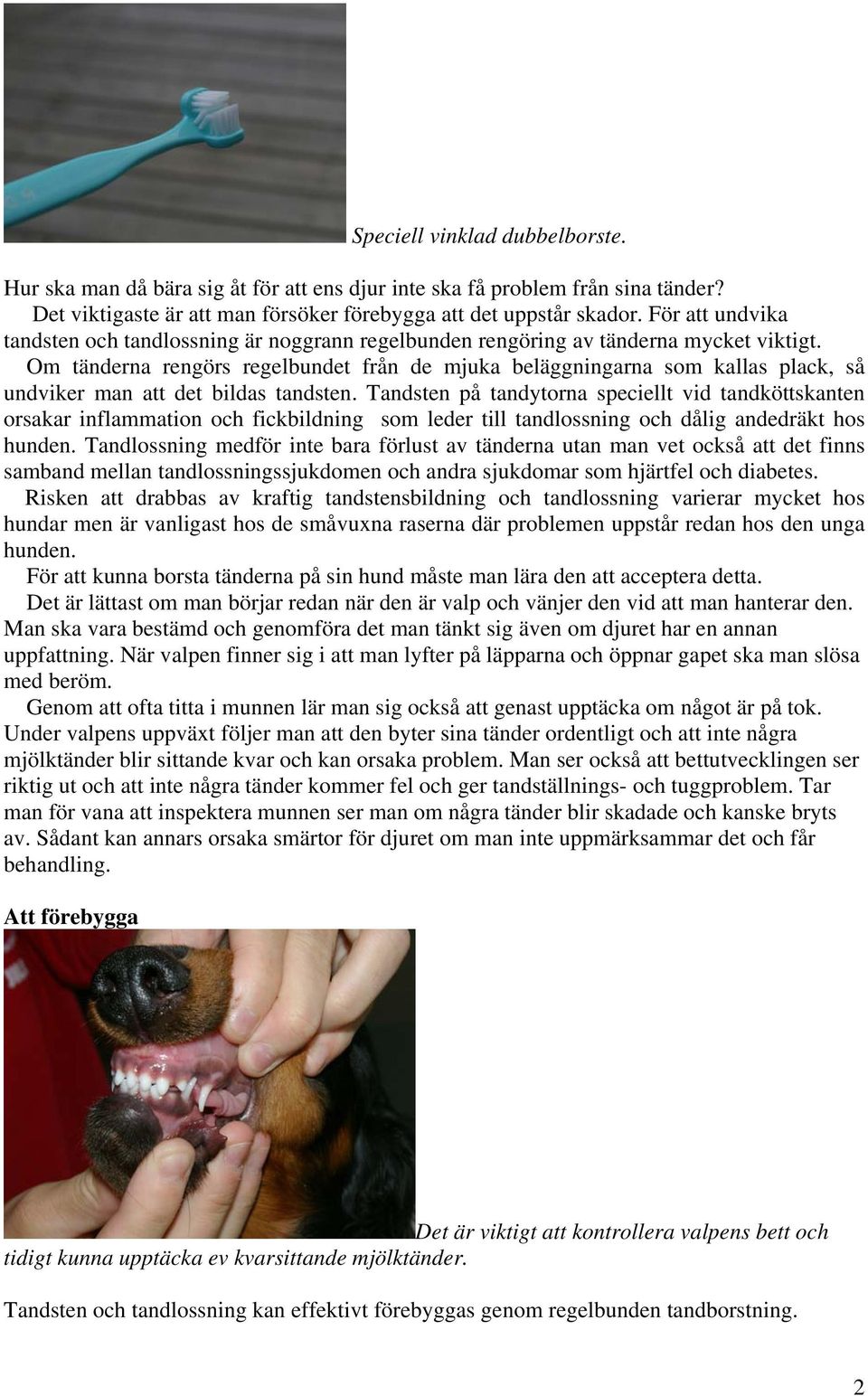 Om tänderna rengörs regelbundet från de mjuka beläggningarna som kallas plack, så undviker man att det bildas tandsten.