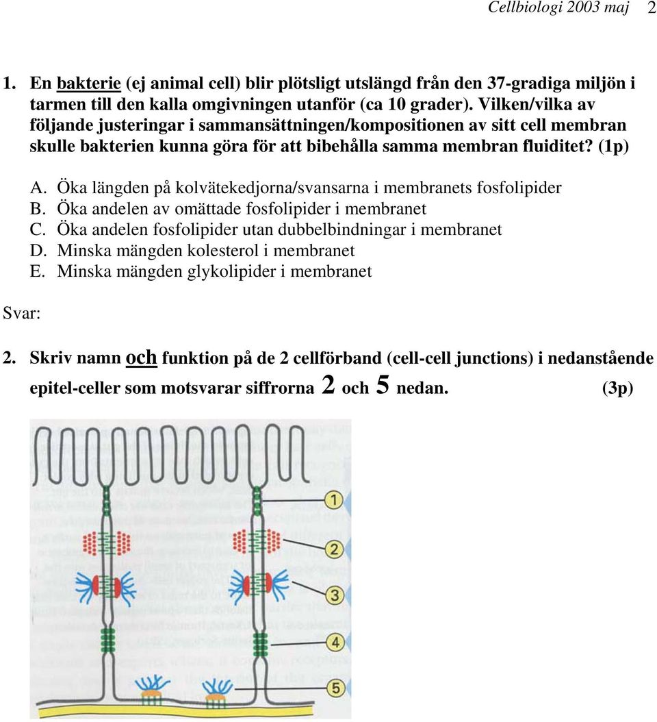 Öka längden på kolvätekedjorna/svansarna i membranets fosfolipider B. Öka andelen av omättade fosfolipider i membranet C. Öka andelen fosfolipider utan dubbelbindningar i membranet D.