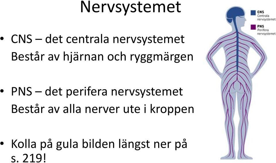 perifera nervsystemet Består av alla nerver