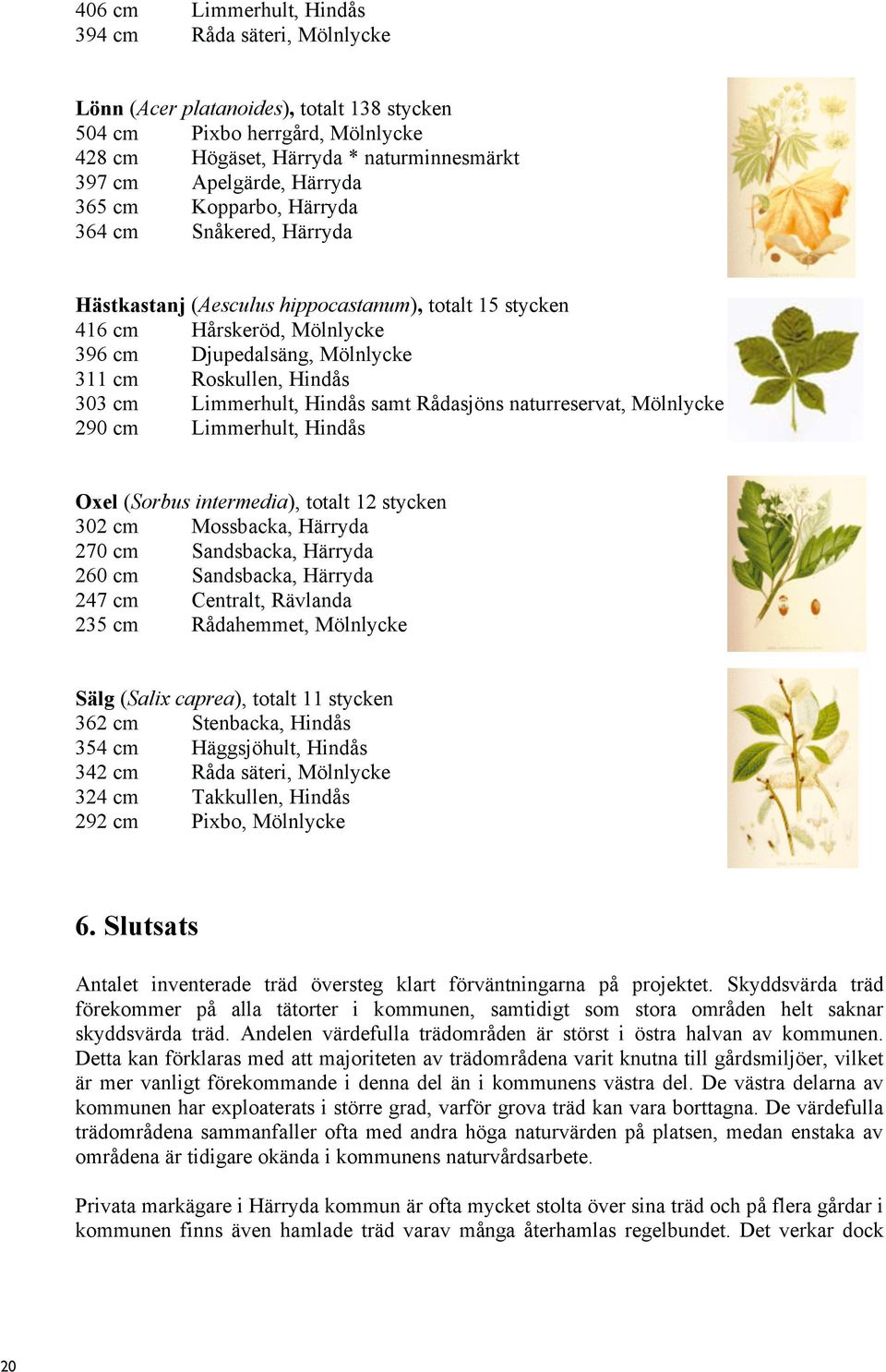 303 cm Limmerhult, Hindås samt Rådasjöns naturreservat, Mölnlycke 290 cm Limmerhult, Hindås Oxel (Sorbus intermedia), totalt 12 stycken 302 cm Mossbacka, Härryda 270 cm Sandsbacka, Härryda 260 cm