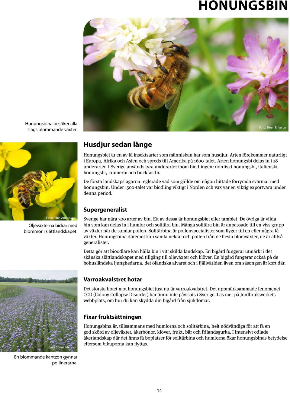 I Sverige används fyra underarter inom biodlingen: nordiskt honungsbi, italienskt honungsbi, krainerbi och buckfastbi.