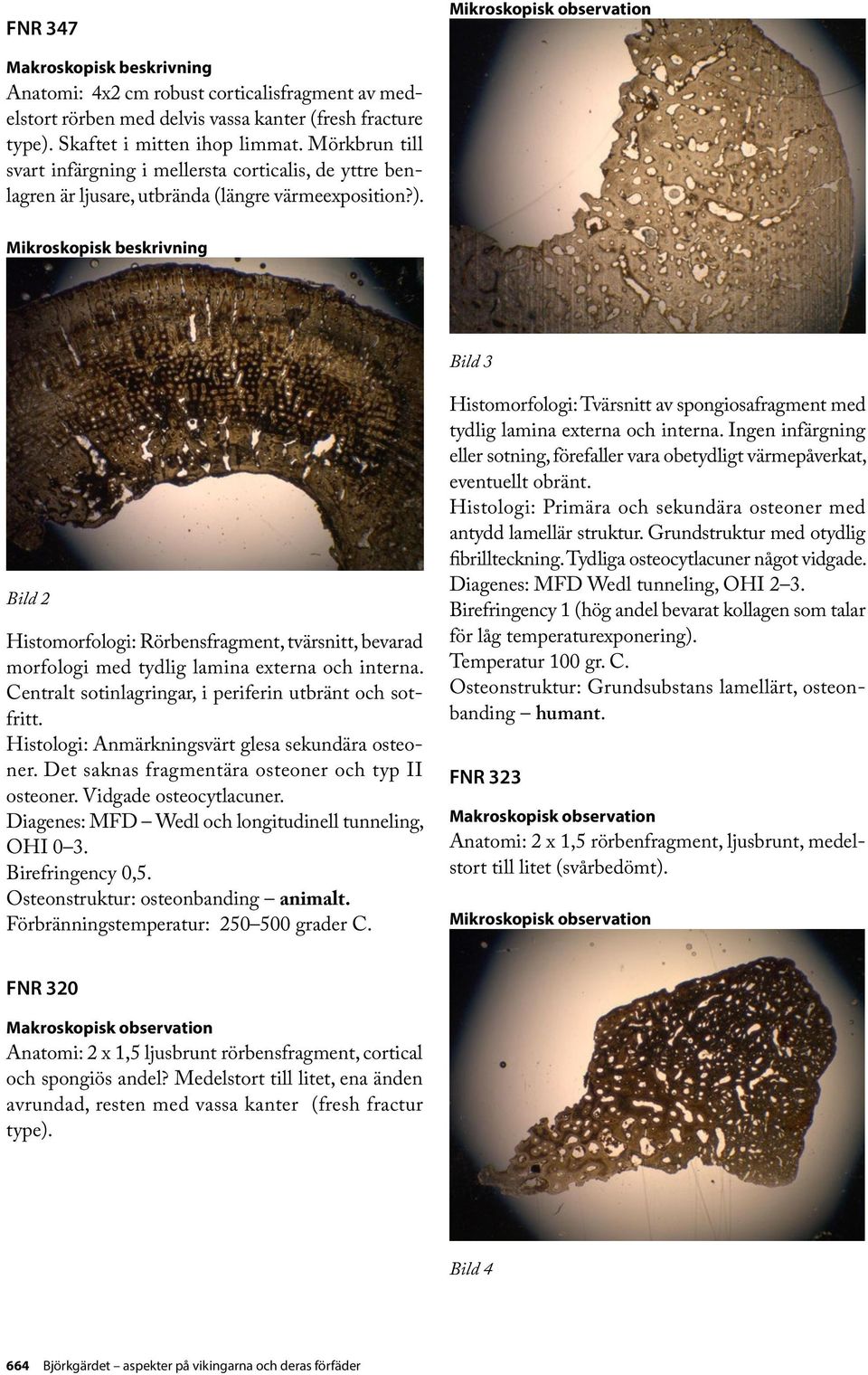 Bild 3 Bild 2 Histomorfologi: Rörbensfragment, tvärsnitt, bevarad morfologi med tydlig lamina externa och interna. Centralt sotinlagringar, i periferin utbränt och sotfritt.