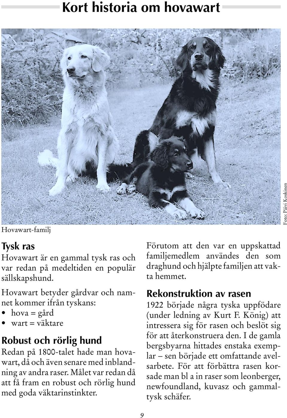 Målet var redan då att få fram en robust och rörlig hund med goda väktarinstinkter. Förutom att den var en uppskattad familjemedlem användes den som draghund och hjälpte familjen att vakta hemmet.