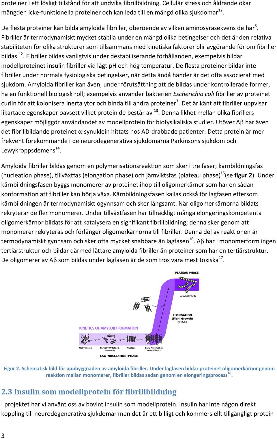 Fibriller är termodynamiskt mycket stabila under en mängd olika betingelser och det är den relativa stabiliteten för olika strukturer som tillsammans med kinetiska faktorer blir avgörande för om