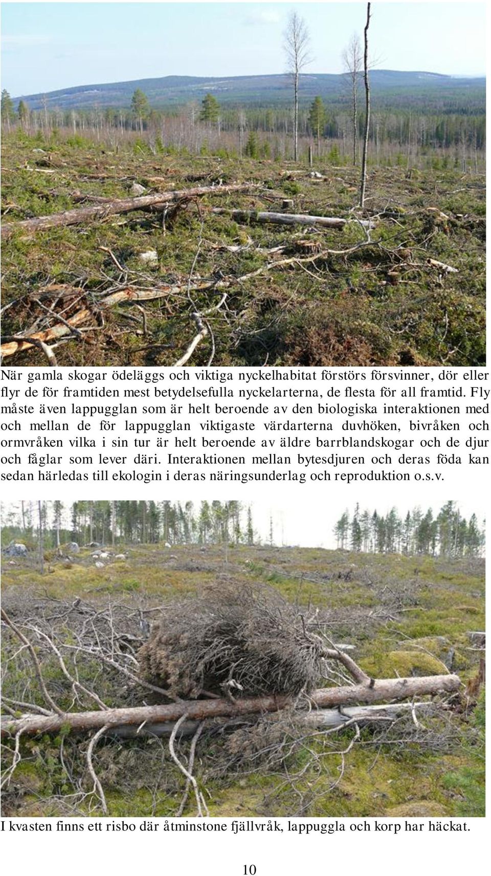 Fly måste även lappugglan som är helt beroende av den biologiska interaktionen med och mellan de för lappugglan viktigaste värdarterna duvhöken, bivråken och