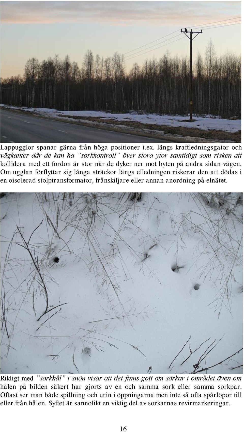 vägen. Om ugglan förflyttar sig långa sträckor längs elledningen riskerar den att dödas i en oisolerad stolptransformator, frånskiljare eller annan anordning på elnätet.