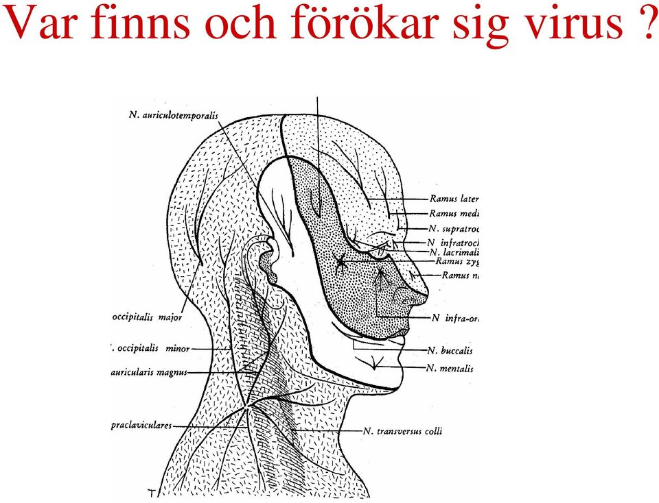 förökar