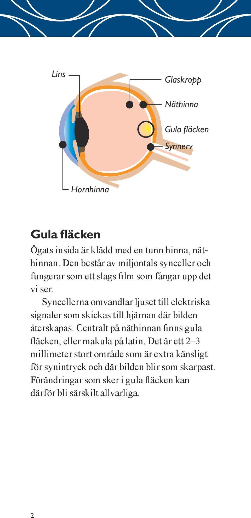 Syncellerna omvandlar ljuset till elektriska signaler som skickas till hjärnan där bilden återskapas.
