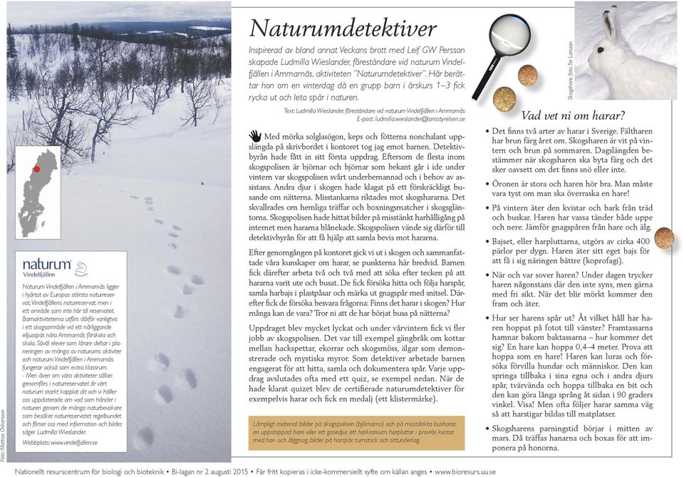 Skogshare, foto: Tor Larsson Text: Ludmilla Wieslander, föreståndare vid naturum Vindelfjällen i Ammarnäs E-post: ludmilla.wieslander@lansstyrelsen.se Vad vet ni om harar?