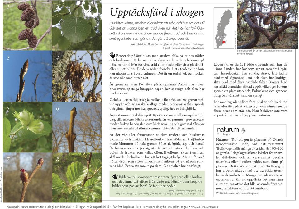 Text och bilder: Marie Larsson, föreståndare för naturum Trollskogen E-post: marie.larsson@lansstyrelsen.se Beroende på årstid kan man studera olika saker hos träden och buskarna.