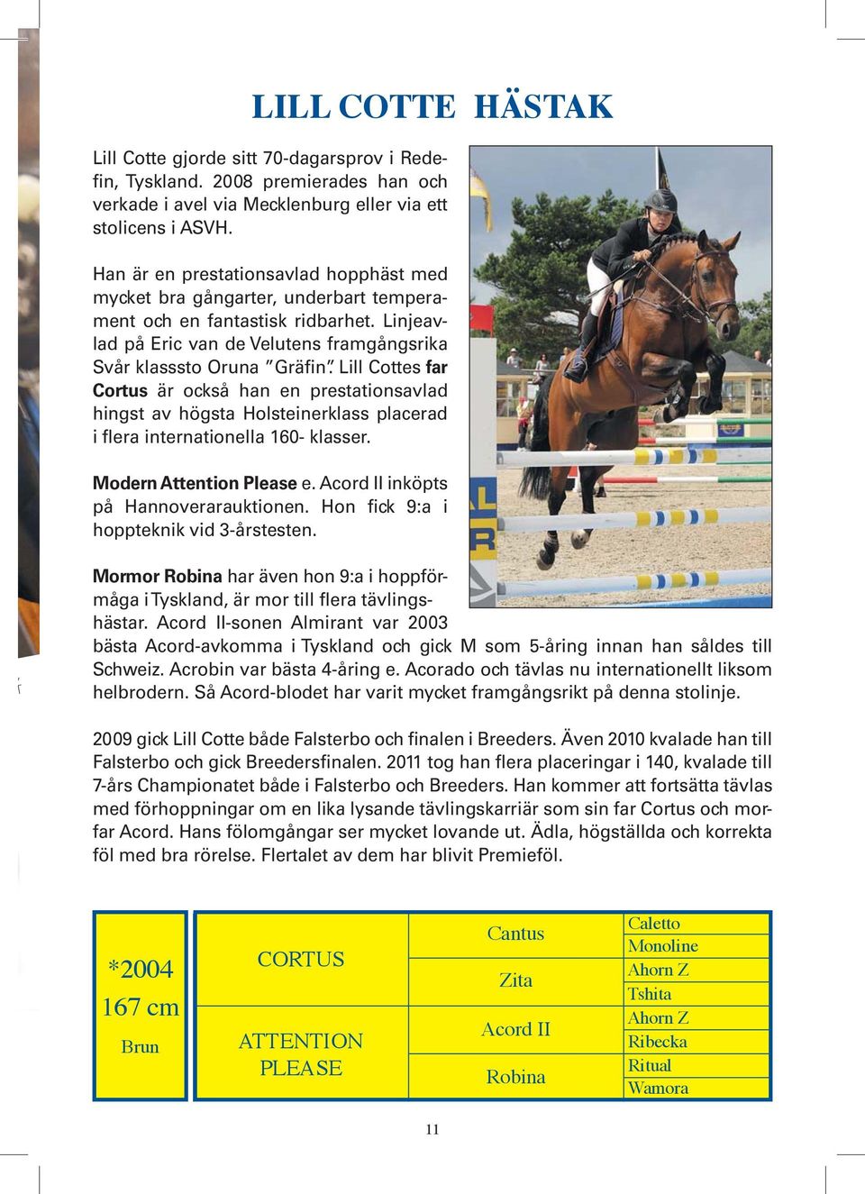 Lill Cottes far Cortus är också han en prestationsavlad hingst av högsta Holsteinerklass placerad i flera internationella 160- klasser. Modern Attention Please e.