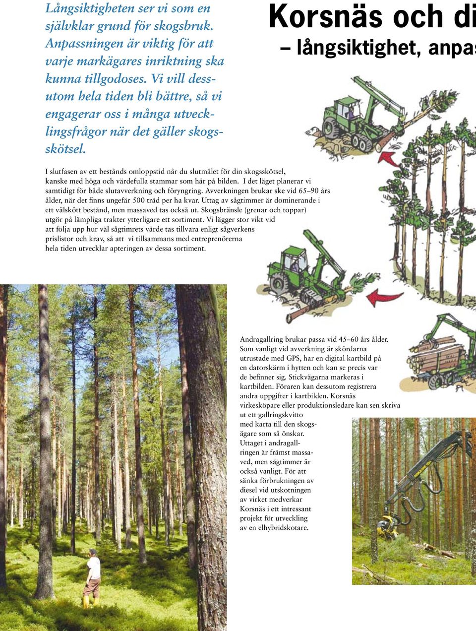 Korsnäs och di långsiktighet, anpas I slutfasen av ett bestånds omloppstid når du slutmålet för din skogsskötsel, kanske med höga och värdefulla stammar som här på bilden.