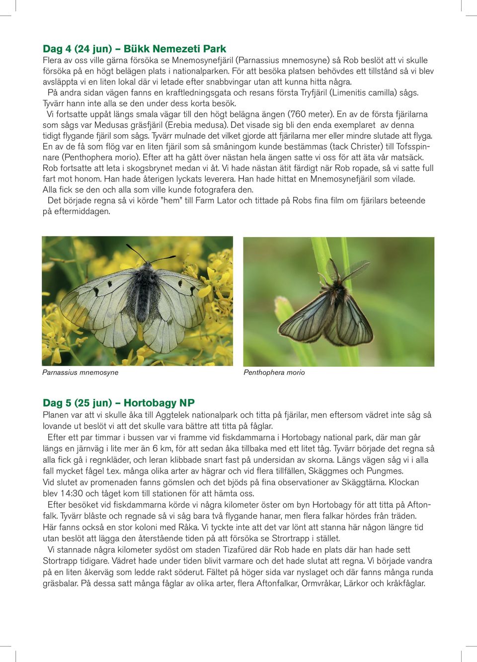 På andra sidan vägen fanns en kraftledningsgata och resans första Tryfjäril (Limenitis camilla) sågs. Tyvärr hann inte alla se den under dess korta besök.