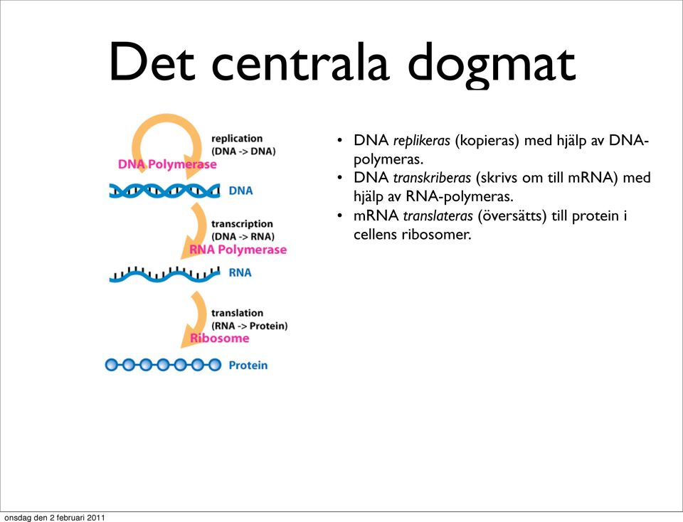 DNA transkriberas (skrivs om till mrna) med hjälp