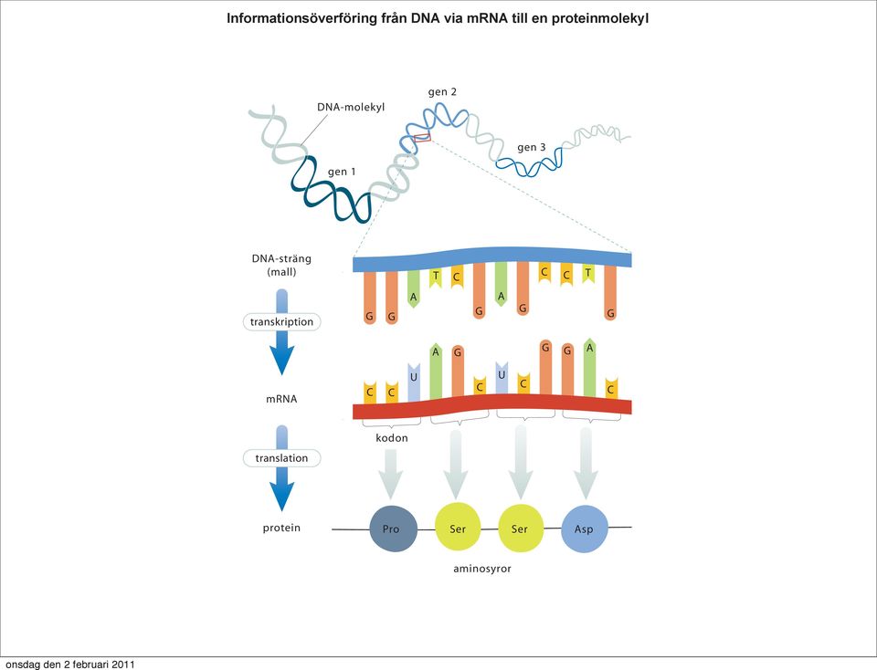 G G G A mrna C C U C U C C kodon translation protein Pro Ser Ser Asp