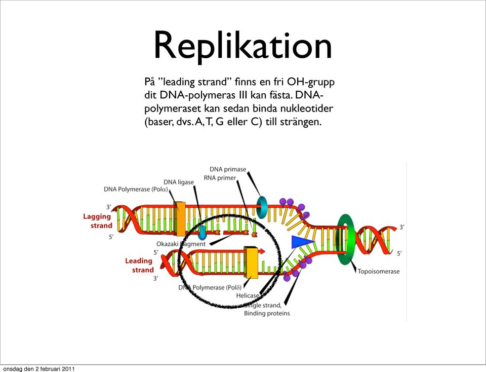DNApolymeraset kan sedan binda nukleotider