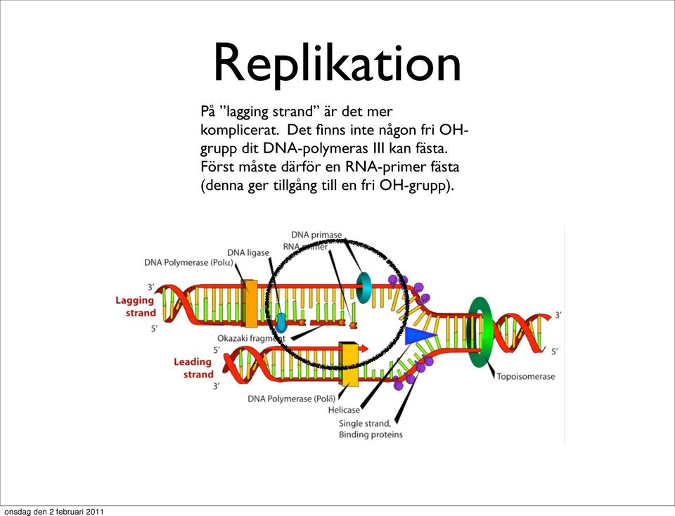 Det finns inte någon fri OHgrupp dit DNA-polymeras