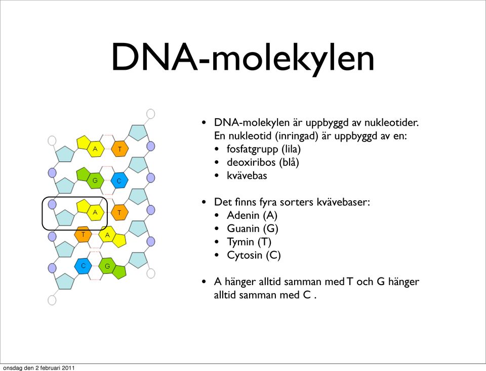 deoxiribos (blå) kvävebas Det finns fyra sorters kvävebaser: Adenin (A)