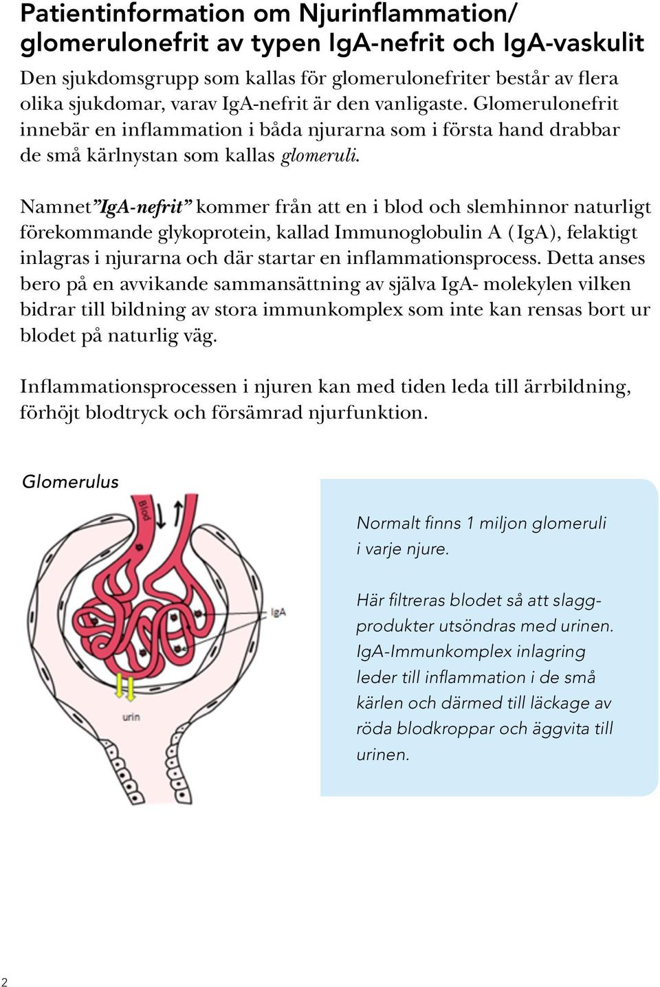 Namnet IgA-nefrit kommer från att en i blod och slemhinnor naturligt förekommande glykoprotein, kallad Immunoglobulin A (IgA), felaktigt inlagras i njurarna och där startar en inflammationsprocess.