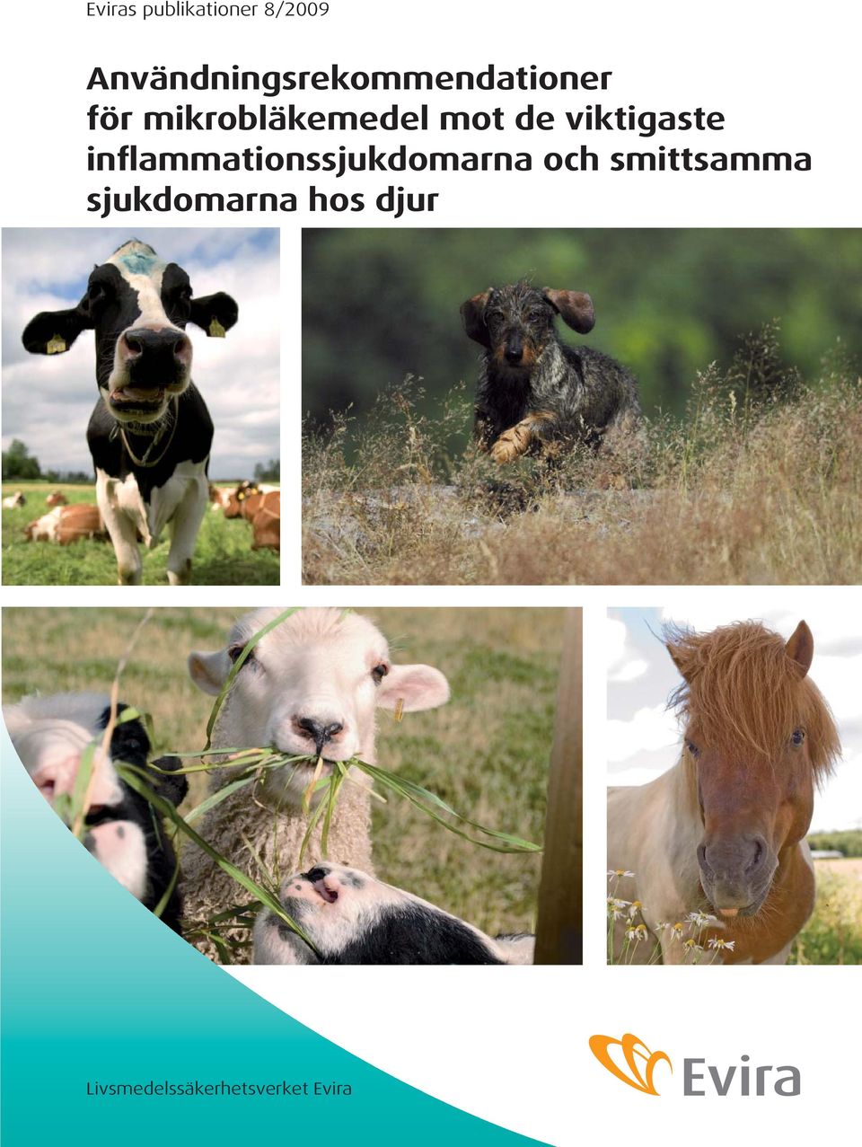 viktigaste inflammationssjukdomarna och smittsamma