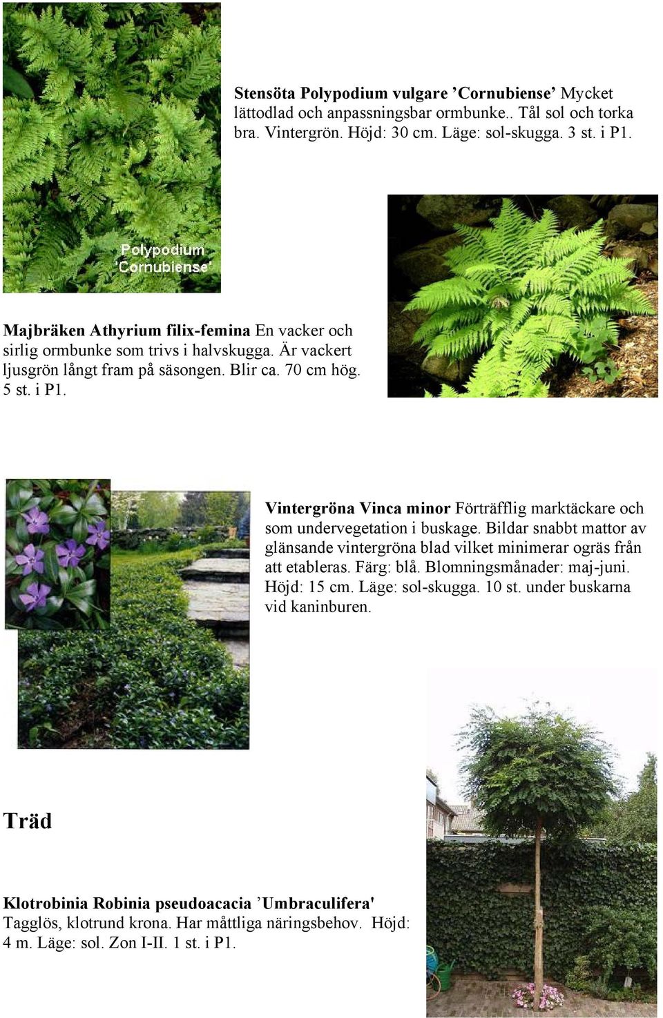 Vintergröna Vinca minor Förträfflig marktäckare och som undervegetation i buskage. Bildar snabbt mattor av glänsande vintergröna blad vilket minimerar ogräs från att etableras. Färg: blå.