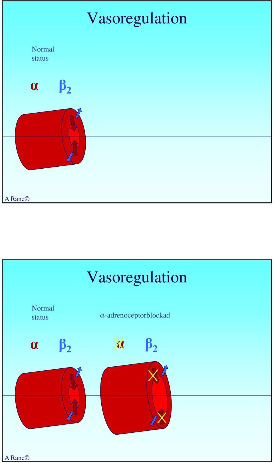 -adrenoceptorblockad α β 2