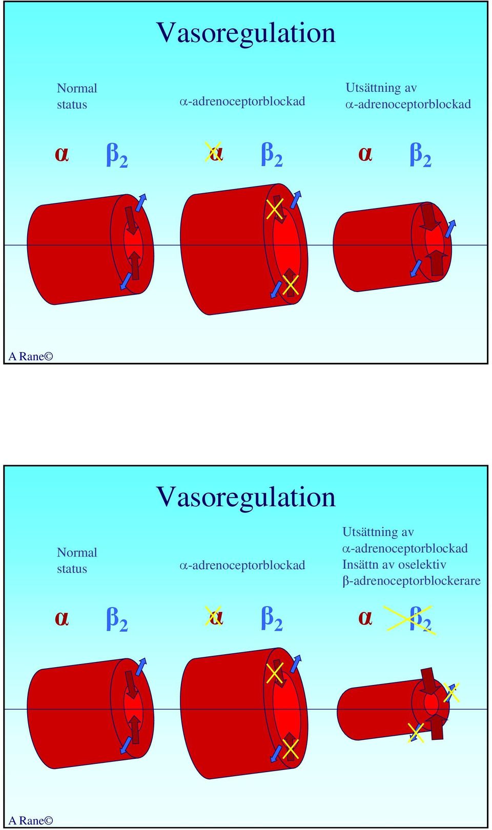 Vasoregulation -adrenoceptorblockad Utsättning av