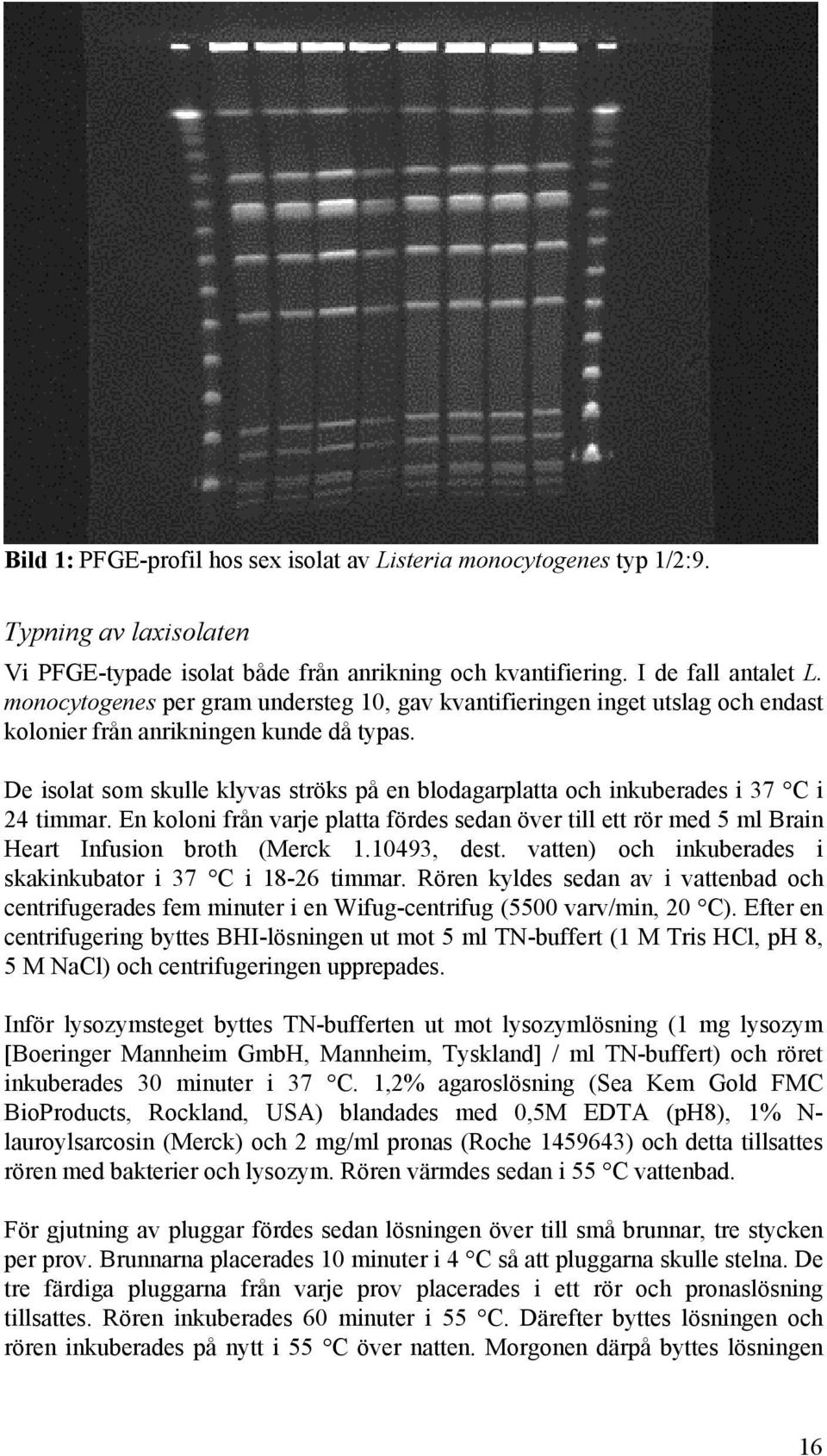 De isolat som skulle klyvas ströks på en blodagarplatta och inkuberades i 37 C i 24 timmar. En koloni från varje platta fördes sedan över till ett rör med 5 ml Brain Heart Infusion broth (Merck 1.