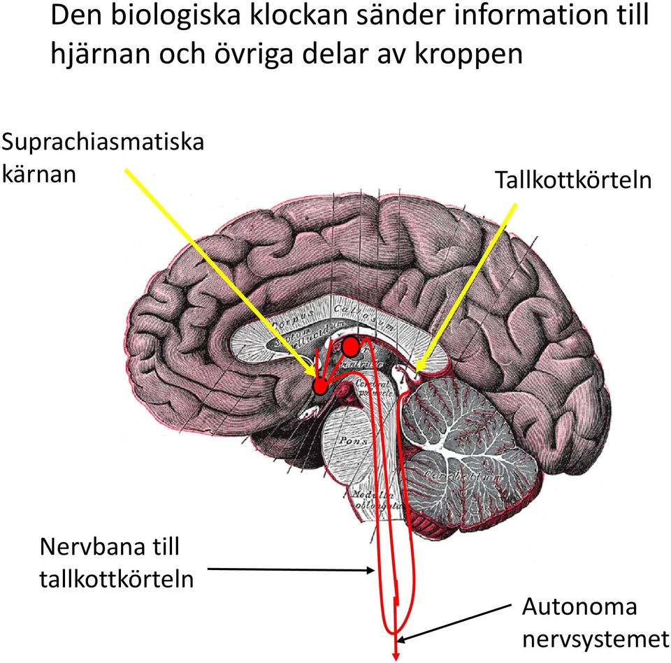 Suprachiasmatiska kärnan Tallkottkörteln