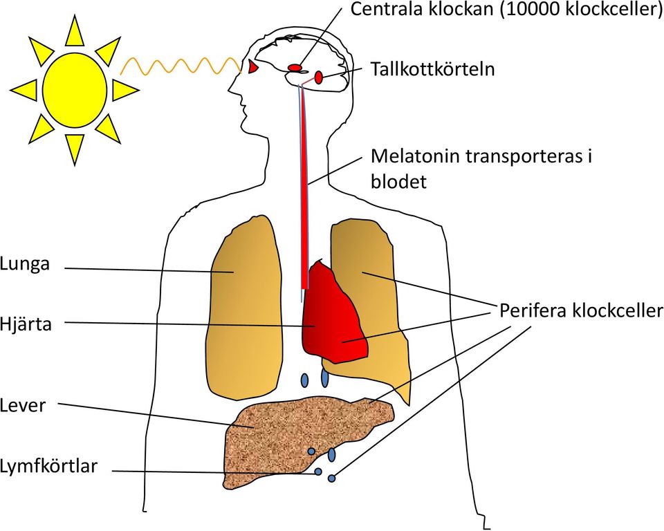 Melatonin transporteras i blodet