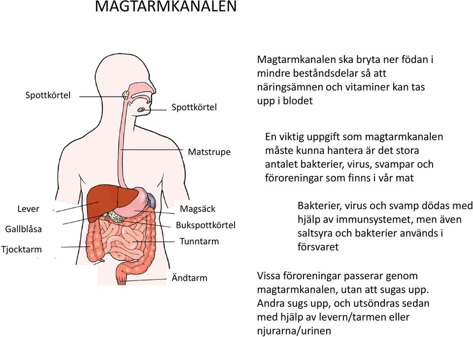 virus, svampar och föroreningar som finns i vår mat Bakterier, virus och svamp dödas med hjälp av immunsystemet, men även saltsyra och bakterier används i
