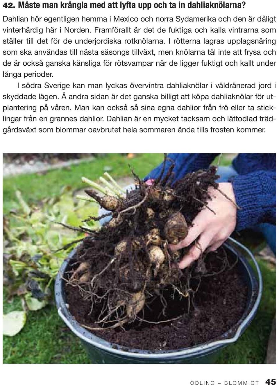 I rötterna lagras upplagsnäring som ska användas till nästa säsongs tillväxt, men knölarna tål inte att frysa och de är också ganska känsliga för rötsvampar när de ligger fuktigt och kallt under